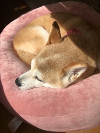 ファンであふれるペットサロンの「ひと工夫」