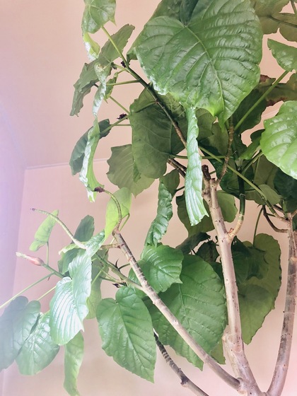 ナマケモノの大掃除法