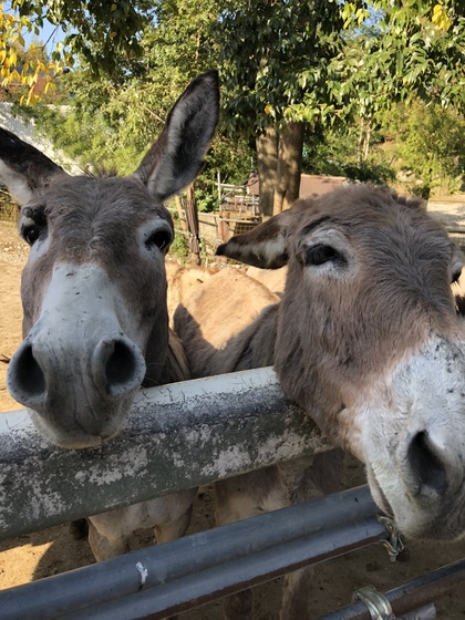 自画像を描いてみて下さい