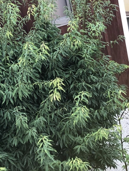 ムスメは二度振り返る