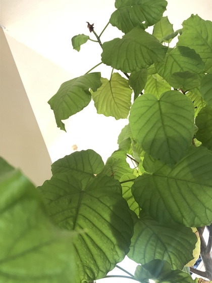 朝すぐに心が整うためにしていること