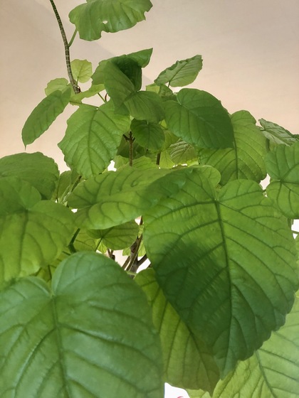 心が整う毎朝の習慣