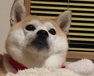 仕事のプライドは時に逆効果になる